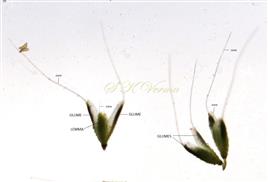  Spikelets (Opened)